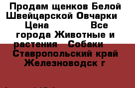 Продам щенков Белой Швейцарской Овчарки  › Цена ­ 20 000 - Все города Животные и растения » Собаки   . Ставропольский край,Железноводск г.